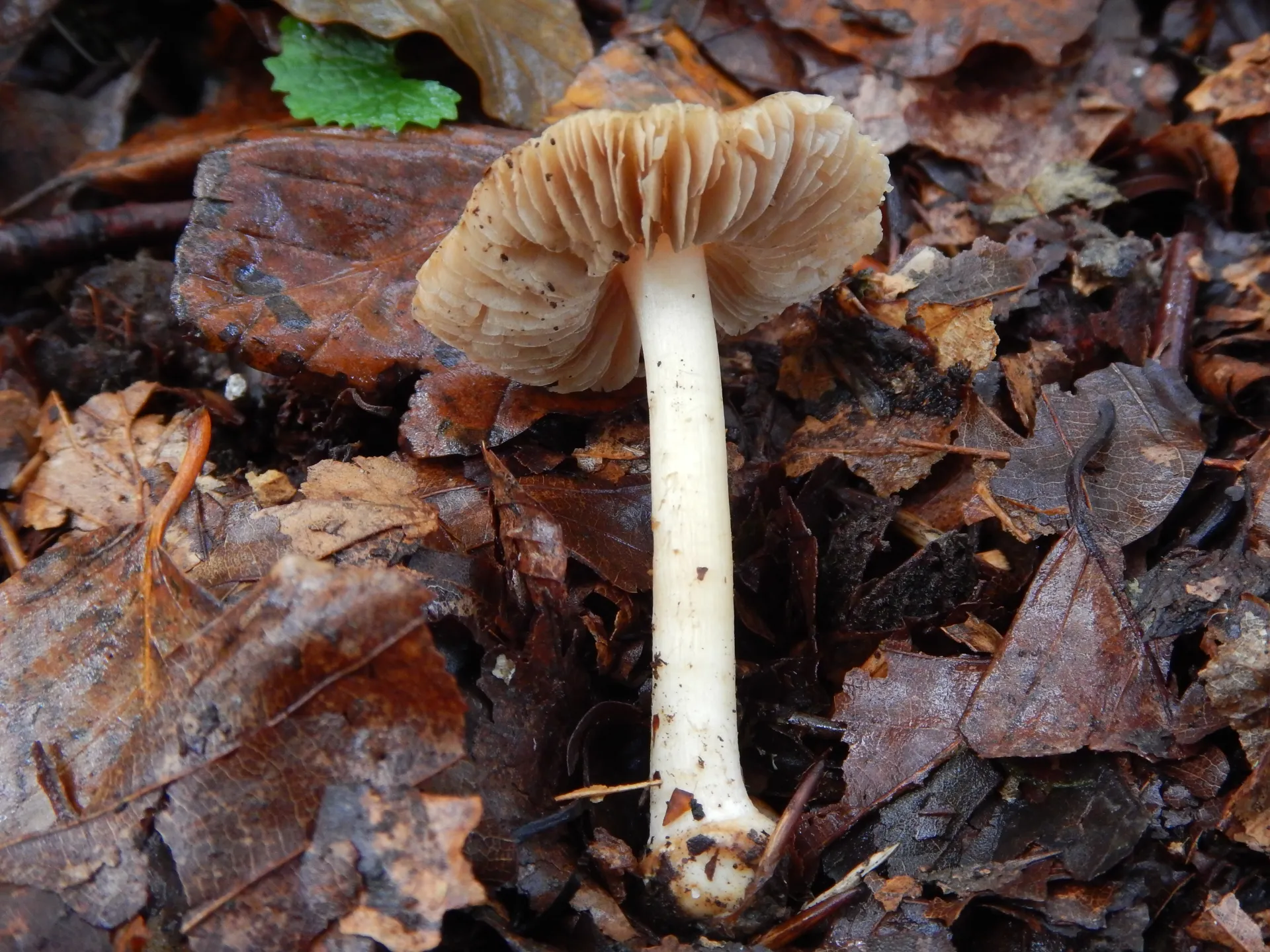 Inosperma cookei - Inocybe cookei-19-10-20 (1)